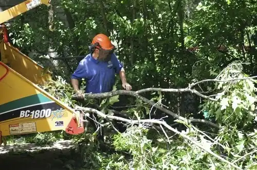 tree services East Shoreham